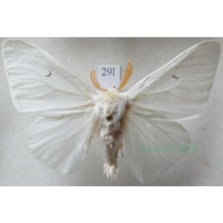 Arctornis l-nigrum (Müller, 1764) male Brudnica czarnelka Czech29l